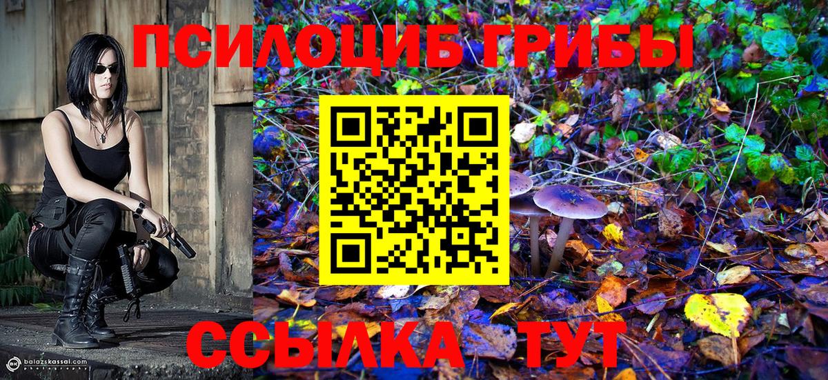 Галлюциногенные грибы Psilocybe Северск